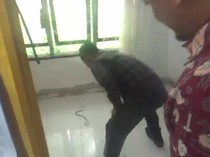 Ngeri! Ular Kobra Masuk Celana Ketua PPK saat Rapat Pleno Pilkada