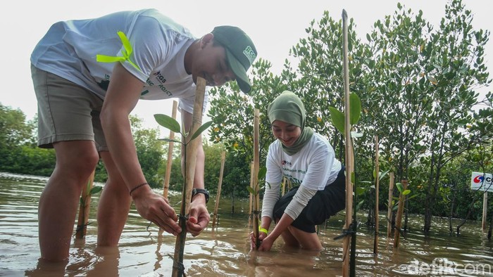 Aksi Menanam 2.500 Mangrove untuk Kelestarian Bumi Aksi penanaman mangrove untuk kelestarian bumi digelar di Tanjung Pasir, Tangerang. Total ada 2.500 bibit yang ditanam serentak di lima provinsi, Sabtu (30/11/2024).