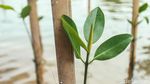 Aksi Menanam 2.500 Mangrove untuk Kelestarian Bumi