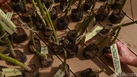 Aksi nyata seperti penanaman mangrove diharapkan membantu target Indonesia untuk menurunkan emisi karbon dan mencapai ketahanan lingkungan yang berkelanjutan bisa lebih cepat tercapai.