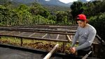 El Salvador Siap Panen Kopi Musim Ini, Yuk Lihat Prosesnya