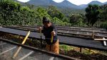 El Salvador Siap Panen Kopi Musim Ini, Yuk Lihat Prosesnya