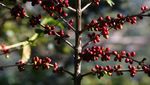 El Salvador Siap Panen Kopi Musim Ini, Yuk Lihat Prosesnya