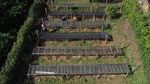 El Salvador Siap Panen Kopi Musim Ini, Yuk Lihat Prosesnya