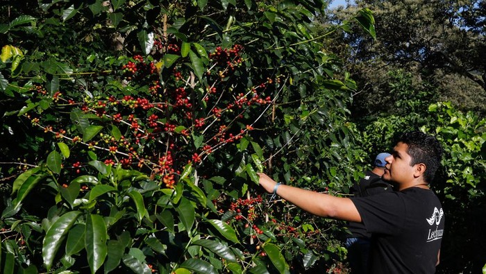 El Salvador Siap Panen Kopi Musim Ini, Yuk Lihat Prosesnya Workers prepare coffee drying stations prior to harvest season at Lechuza Coffee Farm in Juayua, El Salvador on November 29, 2024. REUTERS/Jose Cabezas
