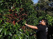 El Salvador Siap Panen Kopi Musim Ini, Yuk Lihat Prosesnya