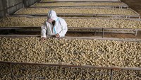 China adalah produsen kentang terbesar di dunia, dengan hasil panen yang sangat penting untuk ketahanan pangan global. 