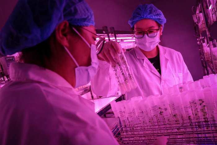 A worker wearing a protective suit harvests potato tubers at a greenhouse under Yakeshi Senfeng Potato Industry Company, where seed potatoes are farmed through the aeroponics method, in Yakeshi, Inner Mongolia, China, June 16, 2024. The company has invested in aeroponic systems where plants are grown in the air under controlled conditions, and farmers are increasingly demanding potato varieties that are higher-yielding and less susceptible to disease.  