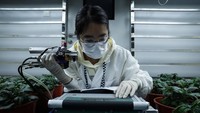 Untuk memahami dampak suhu yang lebih tinggi, tim Li menanam kentang di ruang tertutup dengan suhu 3 derajat Celsius lebih tinggi dari suhu rata-rata di Hebei dan Mongolia Dalam, daerah penghasil kentang utama di China. 