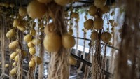 Penelitian ini menemukan bahwa suhu tinggi mempercepat pertumbuhan kentang, namun juga mengurangi hasil panen hingga lebih dari setengahnya. 