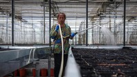 Untuk mengatasi tantangan ini, beberapa produsen kentang di China mulai berinvestasi dalam sistem aeroponik, di mana tanaman ditanam dalam kondisi yang lebih terkendali untuk menghindari kerugian akibat cuaca ekstrem. 