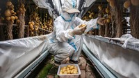 Di sebuah fasilitas penelitian di Beijing, ahli biologi molekuler Li Jieping memanen kentang berukuran sangat kecil dari tanaman yang ditanam dalam kondisi suhu lebih tinggi.