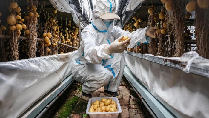 Ilmuwan China Cari Cara Lindungi Kentang dari Krisis Iklim A worker wearing a protective suit harvests potato tubers at a greenhouse under Yakeshi Senfeng Potato Industry Company, where seed potatoes are farmed through the aeroponics method, in Yakeshi, Inner Mongolia, China, June 16, 2024. The company has invested in aeroponic systems where plants are grown in the air under controlled conditions, and farmers are increasingly demanding potato varieties that are higher-yielding and less susceptible to disease. Β