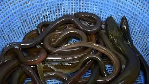 Ilustrasi Belut. (Dok. Dinas Perikanan Kabupaten Bandung)