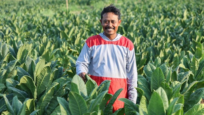 Petani Tembakau