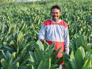 Cerita Petani Tembakau Bisa Sukses Gara-gara Pakai Cara Ini