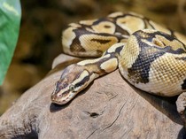 Ular Berkembang Biak dengan Cara Apa? Berikut Ini Penjelasannya