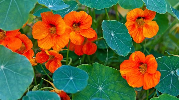 Nasturtium - South American trailing plant with round leaves and bright orange, yellow, or red ornamental edible flowers