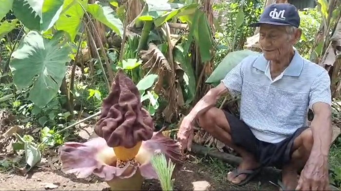 Bungan bangkai tumbuh mekar di halaman rumah warga di Musi Rawas