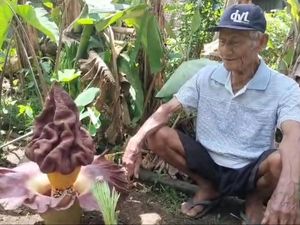 Bunga Bangkai Mekar di Halaman Rumah Warga Musi Rawas