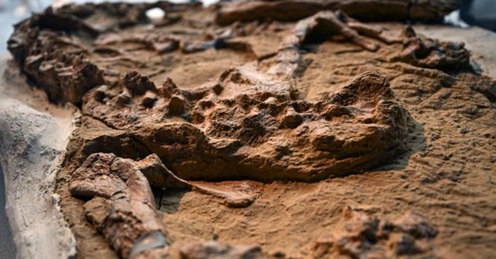 Ahli paleontologi mengumumkan penemuan fosil buaya yang diperkirakan berasal dari 10 hingga 12 juta tahun lalu. Fosil berharga ini ditemukan di sebuah gurun di Peru.