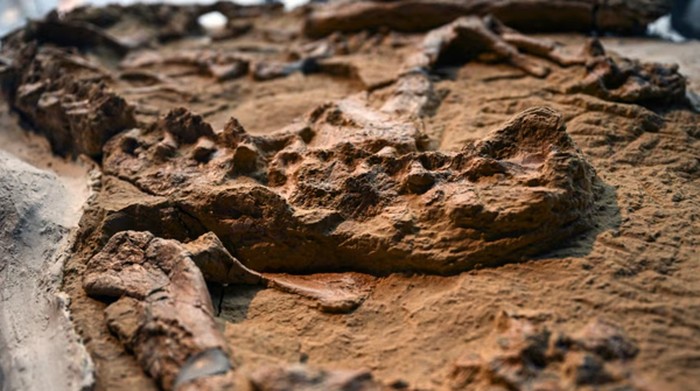 Ahli paleontologi mengumumkan penemuan fosil buaya yang diperkirakan berasal dari 10 hingga 12 juta tahun lalu. Fosil berharga ini ditemukan di sebuah gurun di Peru.