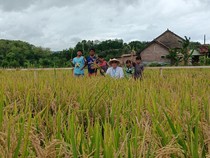 Dukung Swasembada Pangan, PIS Bantu Petani Sleman Tingkatkan Produksi Padi 20%