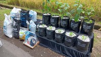 Dalam kegiatan panen raya ini, PIS turut bekerja sama dengan Yayasan Rabu Biru, PT Aviasi Pariwisata Indonesia alias InJourney, dan Pemerintah Daerah setempat dalam hal ini Keluaran Jogotirto - Foto: Pertamina International Shipping
