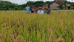 PIS Gelar Panen Raya di Sleman, Bantu Petani Tingkatkan Produksi 20%