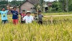 PIS Gelar Panen Raya di Sleman, Bantu Petani Tingkatkan Produksi 20%