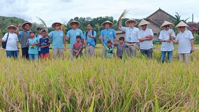 PIS Gelar Panen Raya di Sleman, Bantu Petani Tingkatkan Produksi 20%