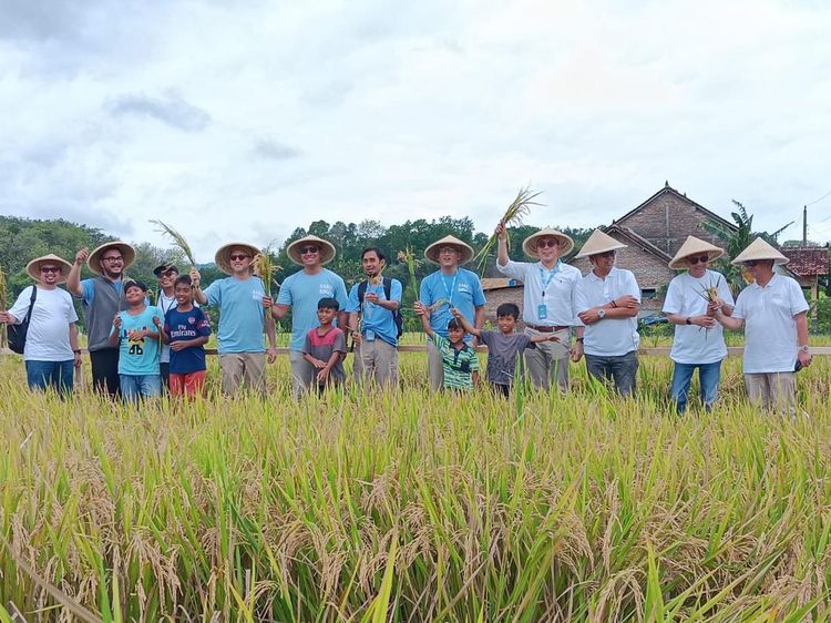 PIS Gelar Panen Raya di Sleman, Bantu Petani Tingkatkan Produksi 20%