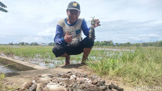 Petani di Polman membasmi hama tikus sawa pakai metode pengasapan.