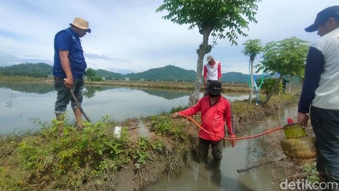 Petani di Polman membasmi hama tikus sawa pakai metode pengasapan.