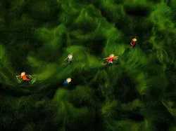 Terpukau Karya Pemenang ViewSonic ColorPro Awards, Ada dari Indonesia