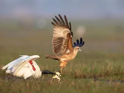 Terpukau Karya Pemenang ViewSonic ColorPro Awards, Ada dari Indonesia