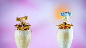 Damselfly Couple, salah satu foto dalam daftar shortlist, hasil jepretan Pedro Luis Ajuriaguerra Saiz. Foto: Pedro Luis Ajuriaguerra Saiz/ViewSonic ColorPro Awards 2024