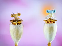 Terpukau Karya Pemenang ViewSonic ColorPro Awards, Ada dari Indonesia