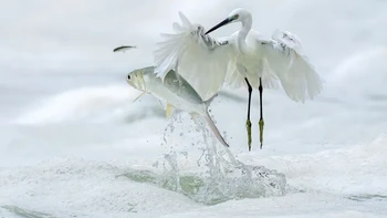 Pass by, foto hasil jepretan Xiaoping Lin dari China terpilih sebagai salah satu finalis ColorPro Awards 2024. Foto: Xiaoping Lin/ViewSonic ColorPro Awards 2024