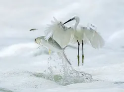 Terpukau Karya Pemenang ViewSonic ColorPro Awards, Ada dari Indonesia