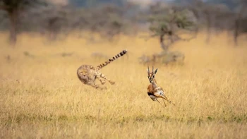 Behind You karya Nick Dale jadi salah satu foto yang masuk dalam shortlist. Foto: Nick Dale/ViewSonic ColorPro Awards 2024