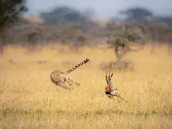 Terpukau Karya Pemenang ViewSonic ColorPro Awards, Ada dari Indonesia