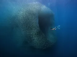 Terpukau Karya Pemenang ViewSonic ColorPro Awards, Ada dari Indonesia