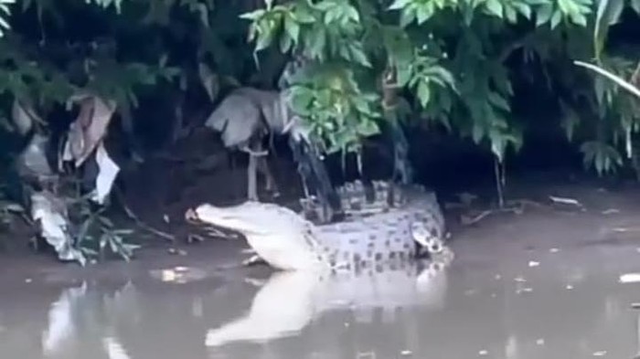 Buaya di Sungai Klurak, Candi, Sidoarjo