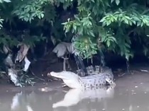 Ngeri! 4 Buaya Muncul di Sungai Dekat Permukiman Warga Sidoarjo