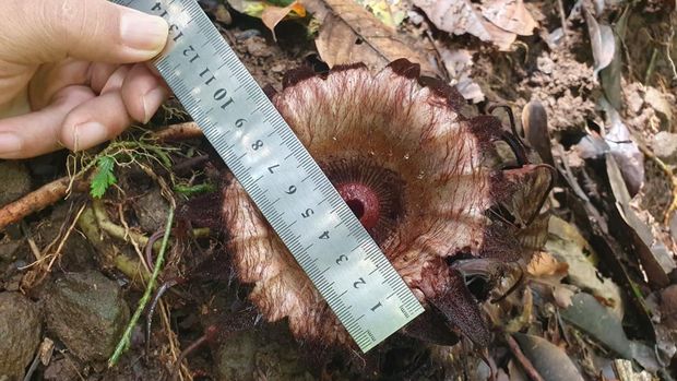 Bunga Rafflesia langka yang ditemukan tim Ekspedisi Sisik Naga di wilayah Perbukitan Sisik Naga, Hutan Purbalingga,. Foto diunggah Senin (2/11/2024).