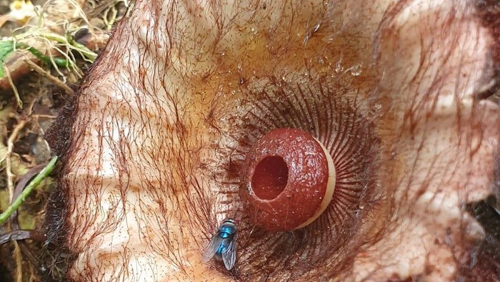 Bunga Rafflesia langka yang ditemukan tim Ekspedisi Sisik Naga di wilayah Perbukitan Sisik Naga, Hutan Purbalingga,. Foto diunggah Senin (2/11/2024).