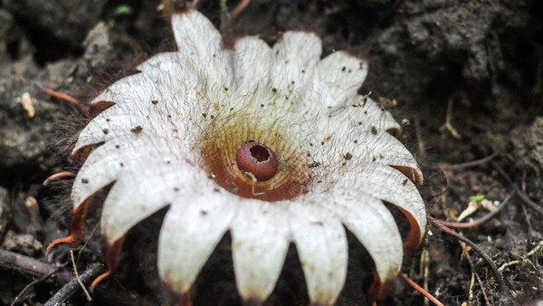 Penampakan Bunga Rhizanthes Deceptor Mekar di Bengkulu