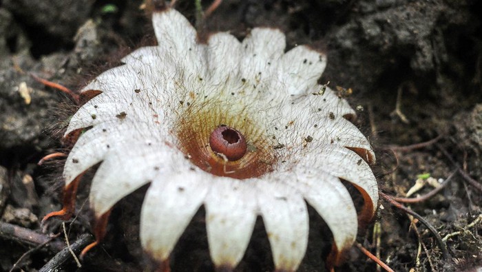 Bunga Rhizanthes deceptor yang mekar di taman konservasi puspa langka di Kabupaten Kepahiang, Bengkulu, Minggu (1/12/2024). Bunga Rhizanthes yang merupakan spesies lain dari Rafflesia tersebut memiliki ukuran lebih kecil dimana dibutuhkan waktu kurang dari 255 hari untuk muncul dari tanaman inangnya dan hanya tersebar di pulau Sumatera bagian barat serta Bengkulu. ANTARA FOTO/Muhammad Izfaldi/agr