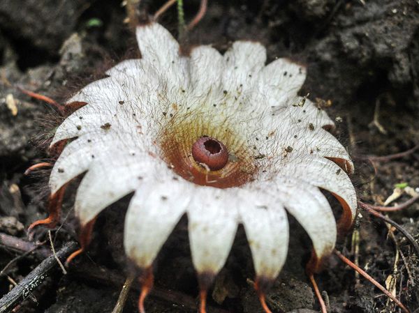 Penampakan Bunga Rhizanthes Deceptor Mekar di Bengkulu